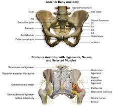 At times, it also may refer to structures or tissues found within or attaching to these bones. What Is The Si Joint Si Joint Anatomy Si Bone