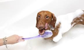 Check spelling or type a new query. Dubai Dog Grooming Coupons And Vouchers Save Up To 70 On Dog Grooming In Dubai With Groupon Ae