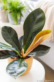 Image result for Filodendron Philodendron