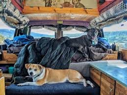 We hope you will find the cutest and adorable puppy here that makes. Vanlife With Dogs Tips Challenges And Fun On The Road