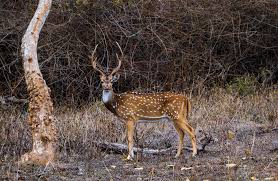 Zoo, pen, yard, pool, zoos, park, fleet, parks, set net, in zoos, playpen. Parc De Cleres Le Guide Pratique Pour Preparer Votre Visite