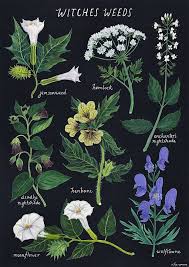 Amanda On Twitter Witch Aesthetic Botanical Art Witch Herbs