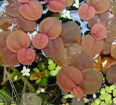 Image result for Phyllanthus pinnatus