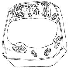 The animal cell coloring worksheet has been used with matriculation biology for years learning the animal cell if you do labs in your science class you probably are aware of. Plant Cell Coloring Page