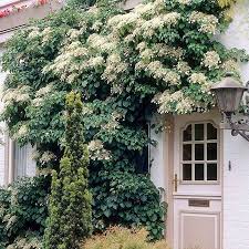 Kletterpflanzen An Den Gartenmauern Www Coolgarden Me Kletterpflanzen Kletterhortensie Rankpflanzen