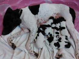 Puppies guaranteed for genetic disease. Pointer Puppies For Sale California
