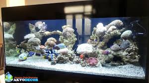 Aquarium Laut Aquarium Tawar Dekorasi Aquarium Pembuatan Kolam Koi Aquarium Air Laut Aquarium Air Tawar Dek Aquarium Air Tawar Air Tawar Aquarium