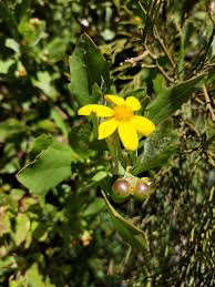 Image result for Chrysanthemoides monilifera