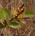 Image result for Eriosema rhynchosioides