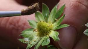 Growing strawberries in hydroponic or aeroponic systems is a great way to produce all year around. Strawberry Artificial Pollination With B Stock Video Pond5