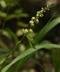 Image result for Pupalia micrantha