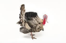 Posts both in english and turkish are welcome. Wild Turkey National Geographic