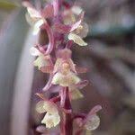 Image result for Rhipidoglossum rutilum