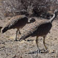 Image result for Plinthus karooicus