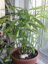 Top 10 Tips On How To Grow Ginger Indoors Growing Ginger Indoors Growing Ginger Growing Vegetables