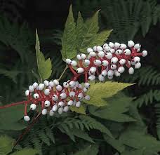 Image result for Blumea adamsii