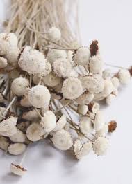 Maybe you would like to learn more about one of these? Dried Floral Buttons Shop Dried Flowers At Afloral Com