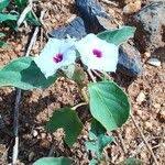 Image result for Astripomoea lachnosperma