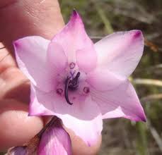 Image result for Dierama formosum
