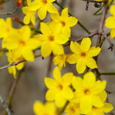 Image result for Jasminum nudiflorum