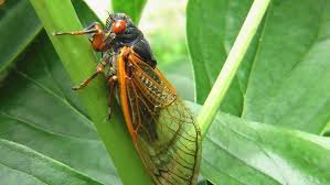 One home in fawn township sits right at the epicenter of the cicada invasion. After 17 Years Underground Cicadas Will Return To Swarm Parts Of The Us This Year 10tv Com