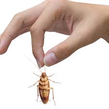 Les différentes méthodes pour éliminer les blattes. Prestation Pas Chere Pour Exterminer Des Nuisibles Les Cafards Et Blattes