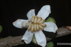 Image result for Bellucia pentamera