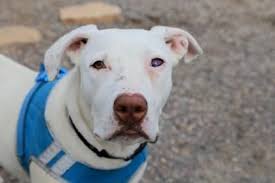 Adopt Plankton On Petfinder Boxer Mix Dogs Humane Society