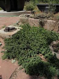 Image result for Marsilea