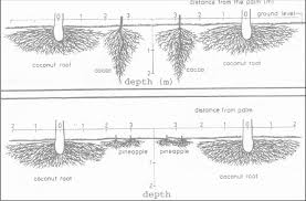 Phenotypic Plasticity Of Roots In Mixed Tree Species Agroforestry Systems Review With Examples From Peninsular India Semantic Scholar