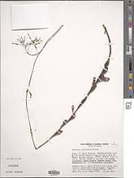 Image result for Kalanchoe glaucescens