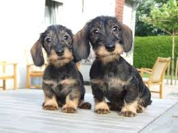 Black And Tan Wire Haired Dachshund Puppy Fantasy Games Espn Wire Haired Dachshund Dachshund Puppies Cute Dogs