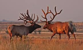Hanford Bull Elk Find Outfitters Hunting Trips Big Game Elk Hunting Idaho Elk Hunting Elk Hunting Gear