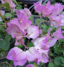 Pin On Shades Of Purple