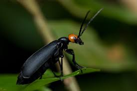Yelp is a fun and easy way to find, recommend and talk about what's great and not so great in phoenix and beyond. Blister Beetles In Arizona Insect Photography Beetle Beetle Photography