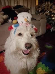 Cosas que alegran el día Pacientes agradecidos y un equipo que permite de  trabajo que me permite seguir logrando objetivos Feliz navidad 🎄