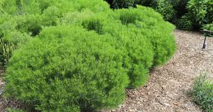 Image result for Vernonia turbinella