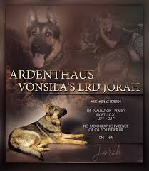 Check spelling or type a new query. German Shepherd Puppies For Sale In Ny Vonsila Kennels