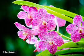Foto utili per conoscere e imparare. Immagini Di Fiori 35 Foto E Nomi Di Orchidee Fiorite Bellissime Gallery Lezioni Di Giardinaggio