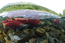 Speak Up For Wild Salmon In The Columbia And Snake Rivers