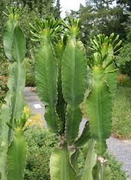 Image result for Euphorbia spissiflora