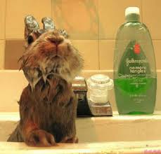They rarely need a bath unless they have diarrhea or get into something sticky that mats the fur. Community Post The 15 Most Adorable Pictures Of Rabbit Bathtime Cute Animals Cute Bunny Bunny