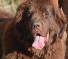 We did not find results for: Moore Newfies Reputable Newfoundland Breeder In Colorado