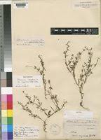 Image result for Oldenlandia scopulorum