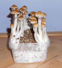Grow Magic Mushroom Home Facebook