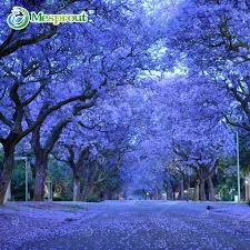 Image result for Jacaranda mimosifolia
