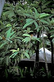 Image result for Diospyros consolatae