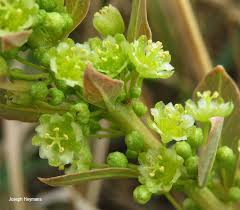 Image result for Clutia pulchella