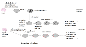 Animal Cell Culture Introduction Types Methods And