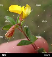 Image result for Argyrolobium tomentosum